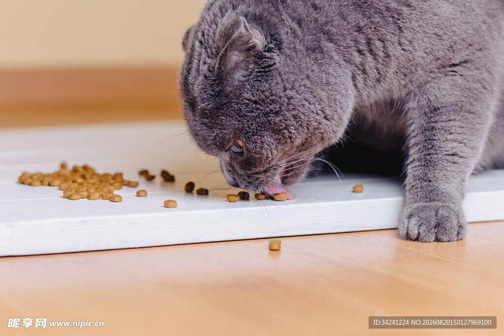 蓝猫专注进食猫粮