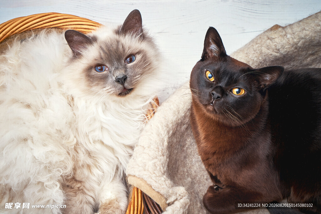 两只猫咪依偎在篮子里