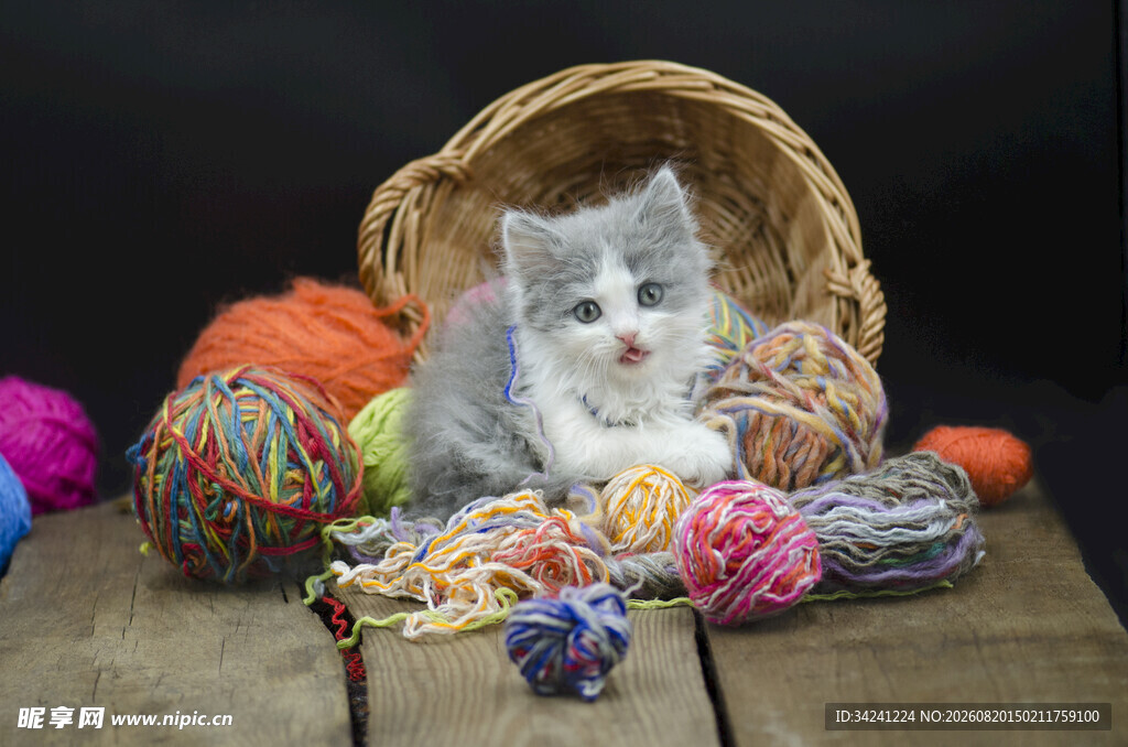 小猫与多彩毛线球的温馨画面
