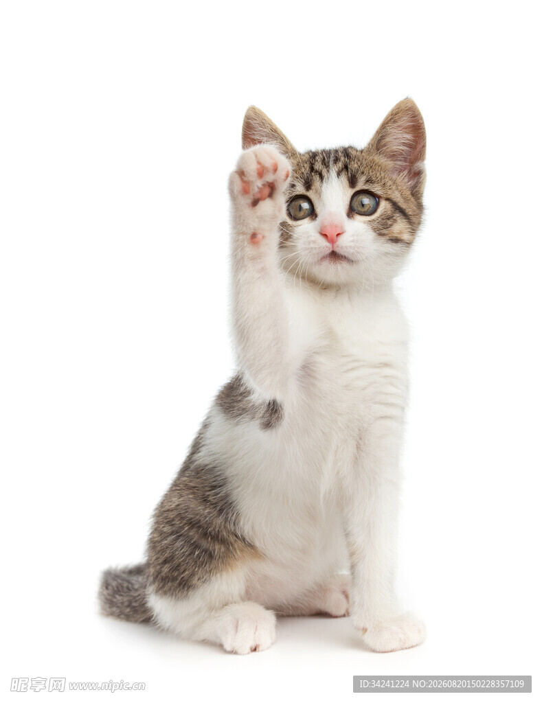 可爱猫咪举手卖萌