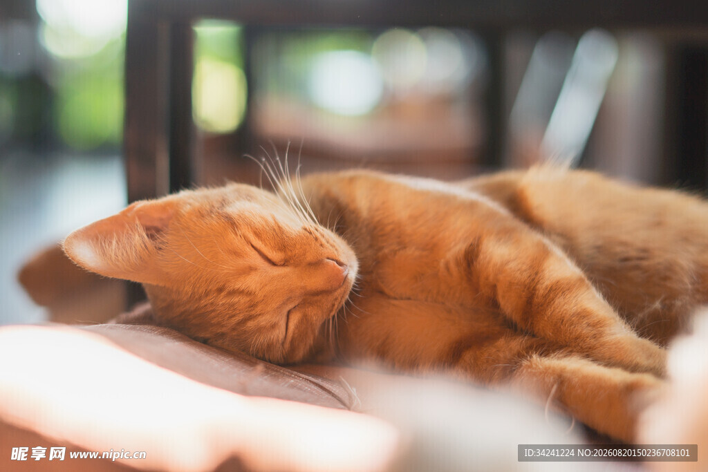 酣睡的橘猫