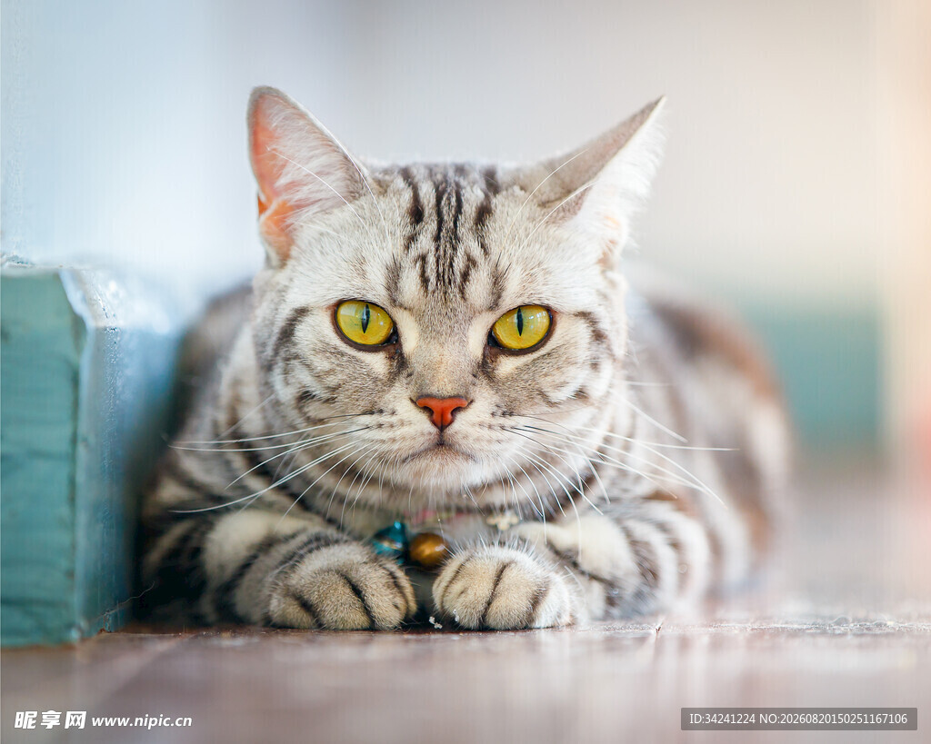 趴着的斑纹猫咪