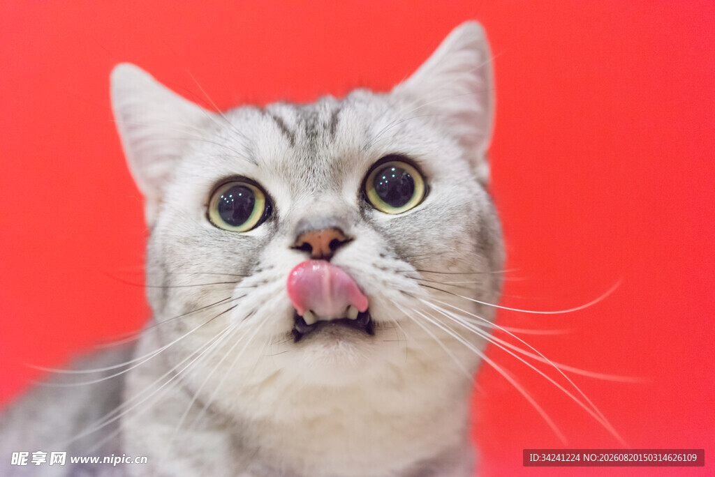 瞪大眼睛的可爱猫咪