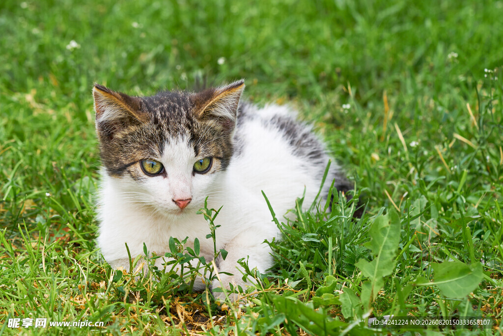 草地上的可爱小花猫