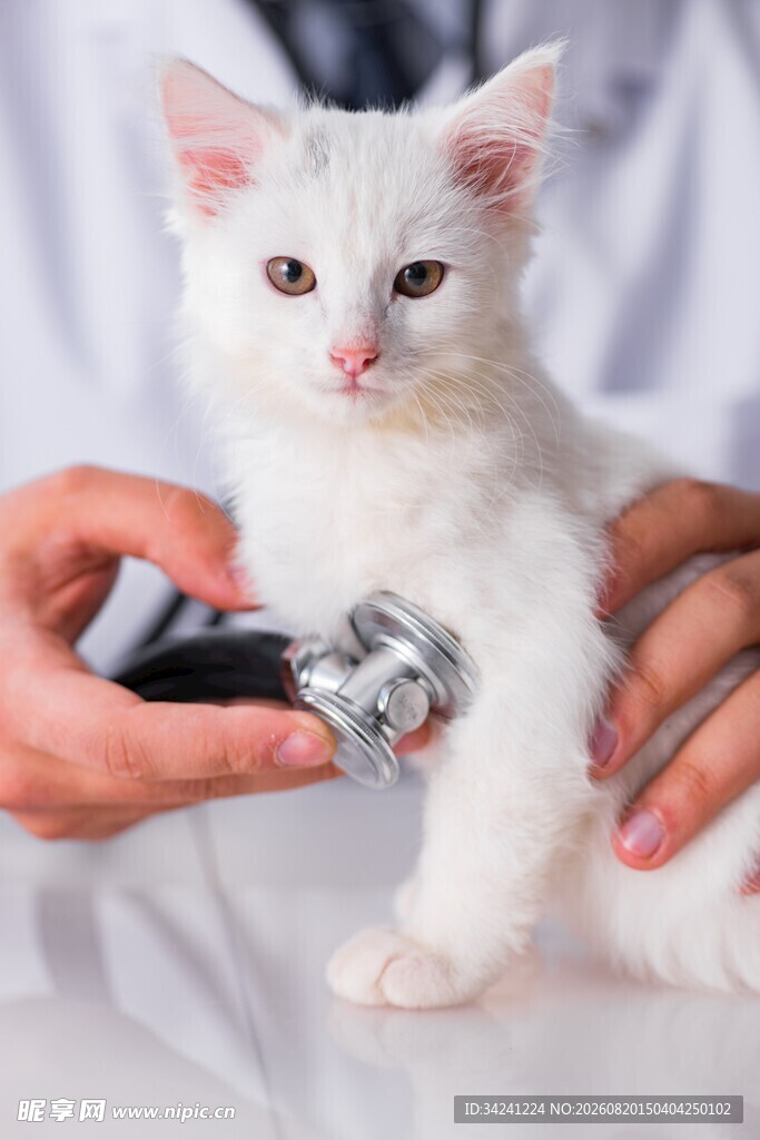 小猫接受兽医听诊检查