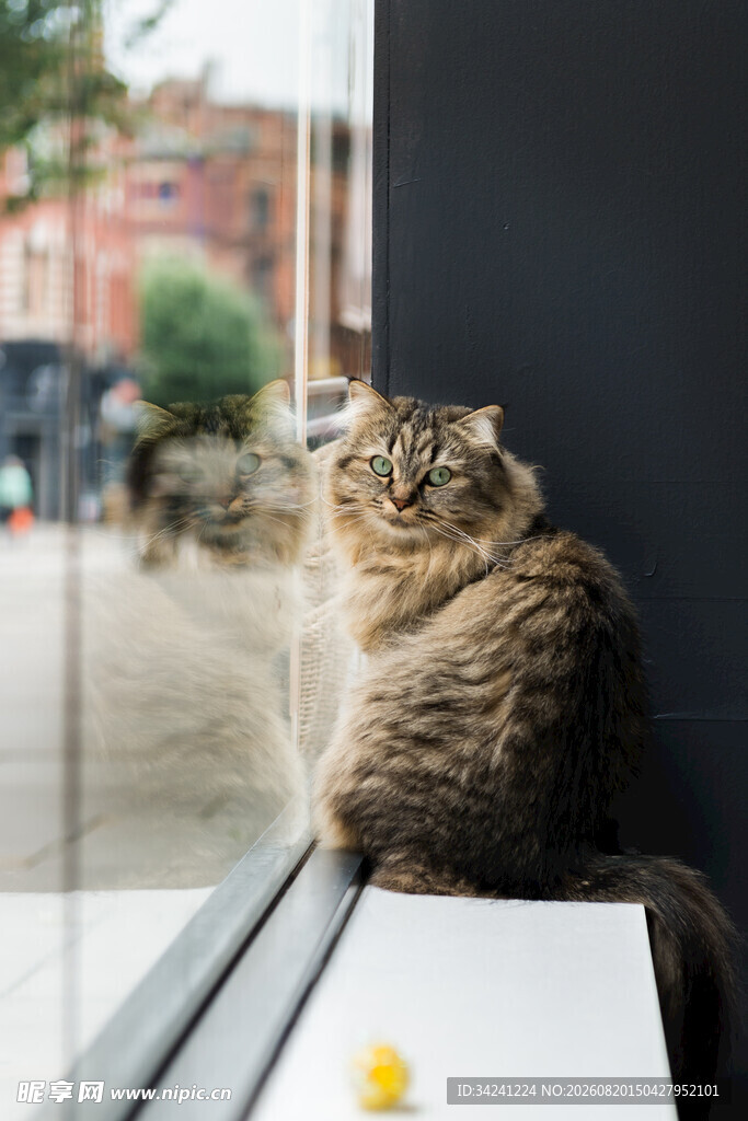 窗边猫咪眺望街景