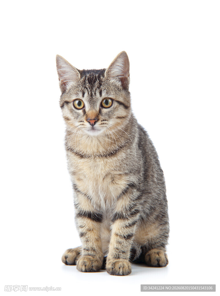 可爱条纹小猫端坐