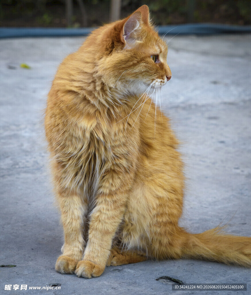 橘色长毛猫侧坐凝视