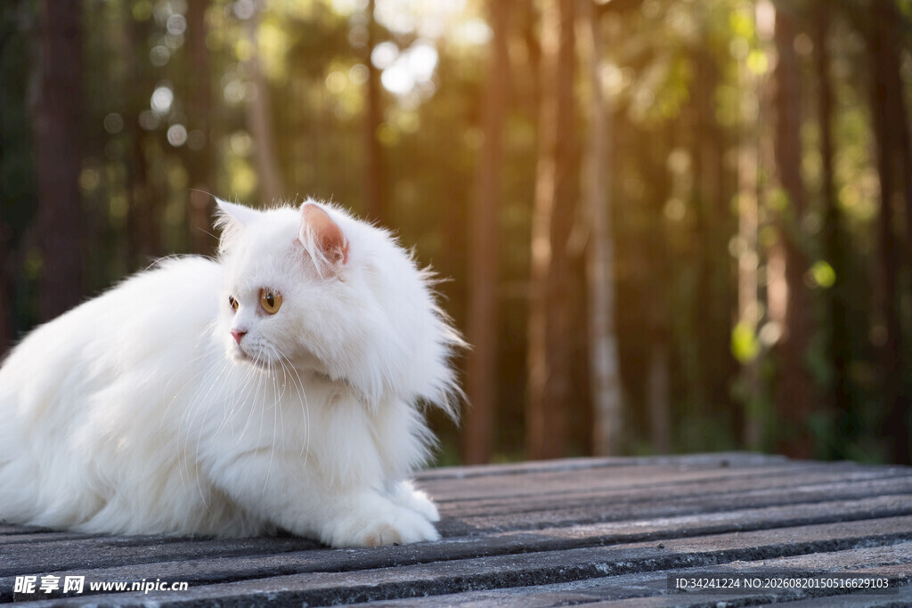 林间木板上的白毛猫咪
