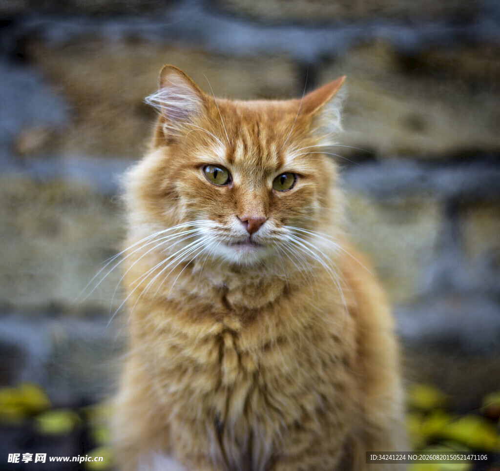 橘色长毛猫的专注瞬间