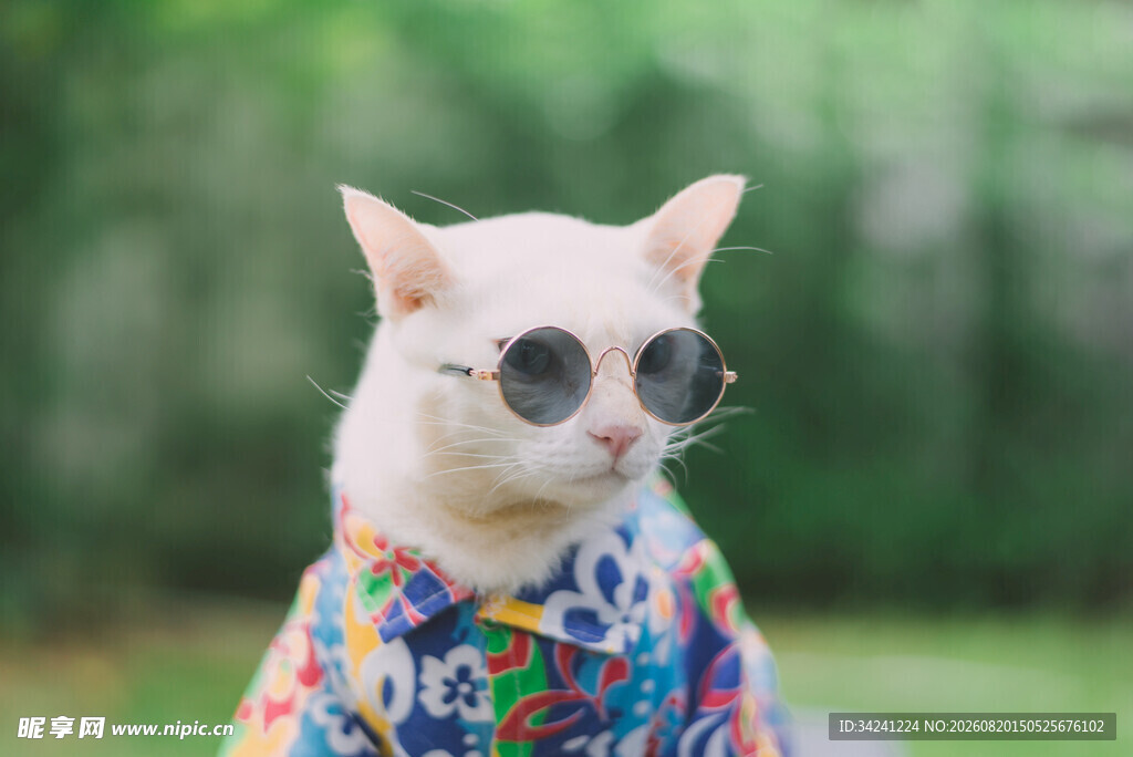 时尚墨镜猫咪穿花衣