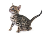 可爱小狸花猫抬头张望