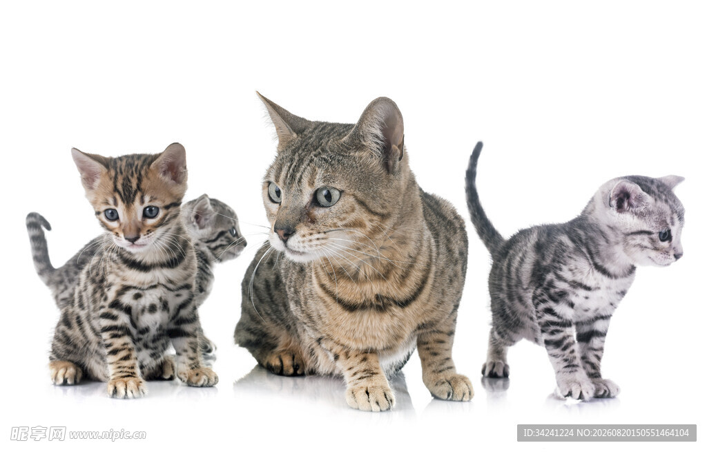 三只可爱猫咪同框