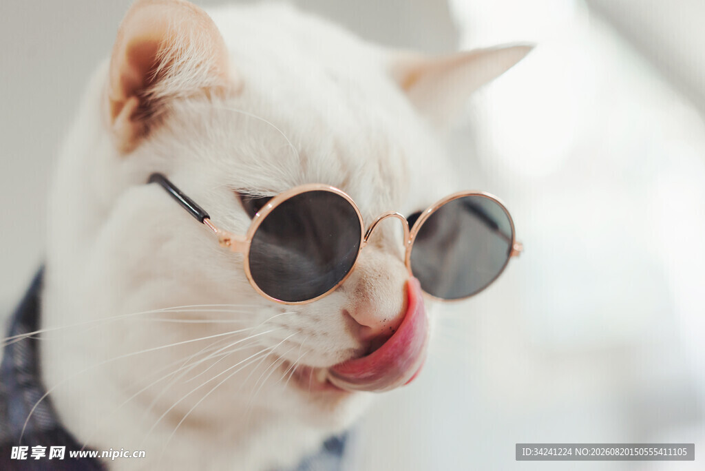 酷萌猫咪戴墨镜吐舌卖萌