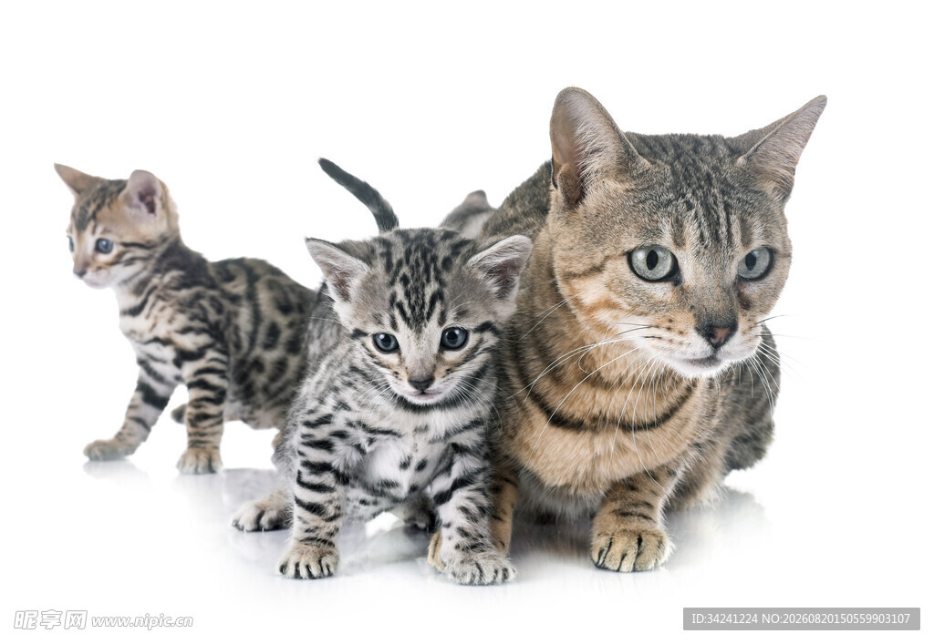 母猫与小猫的温馨画面