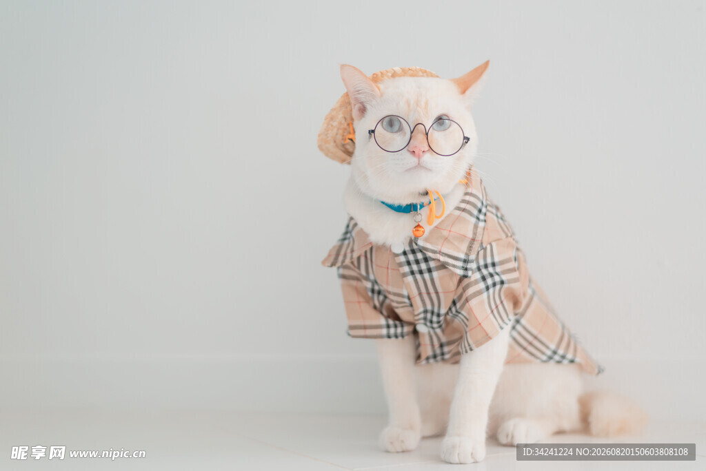 戴眼镜穿格子衣的可爱猫咪