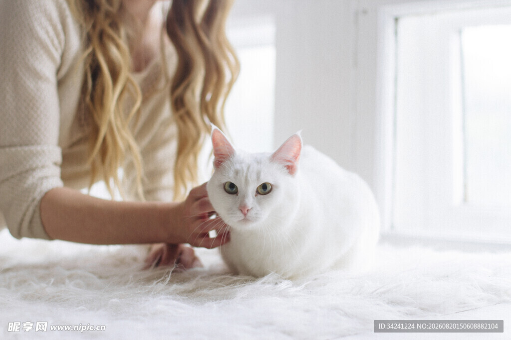 女子温柔抚摸白色猫咪