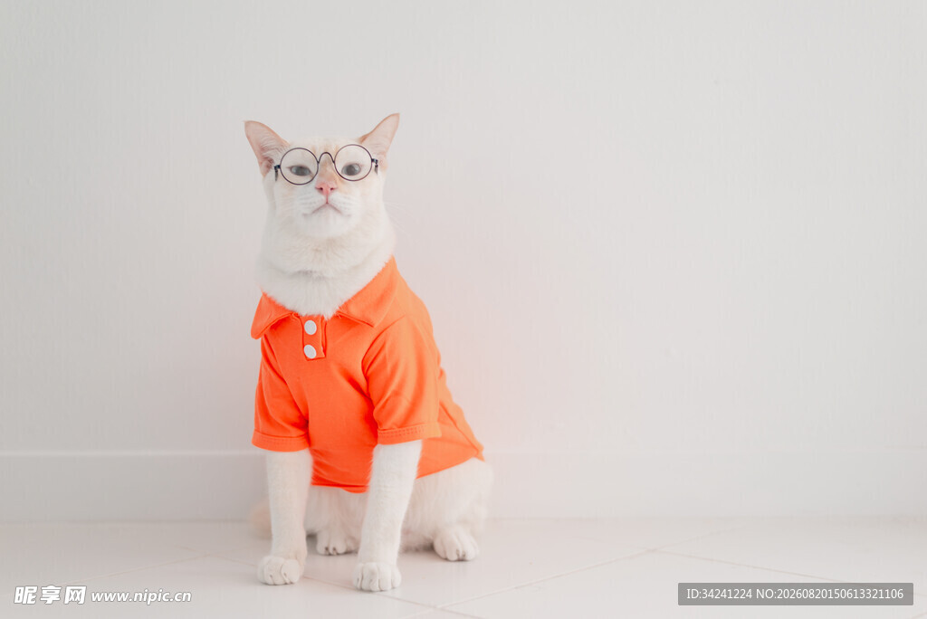 穿橙色衣服的可爱猫咪