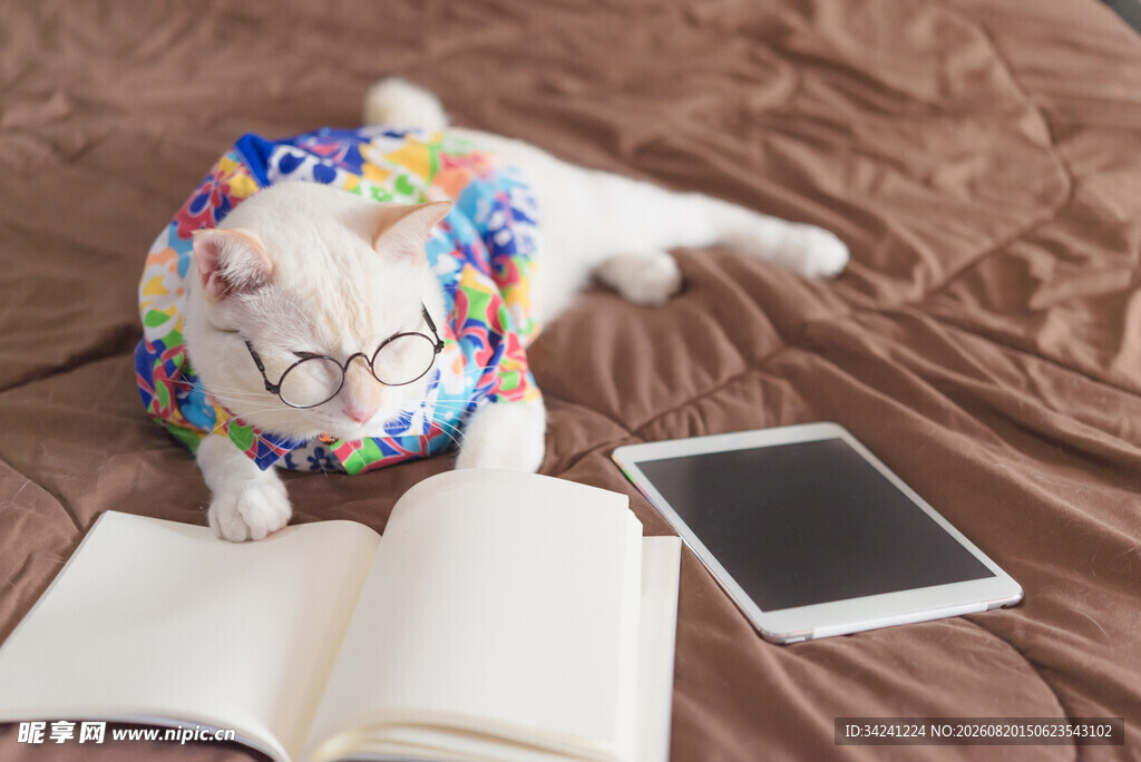 戴花环猫咪伴书与平板
