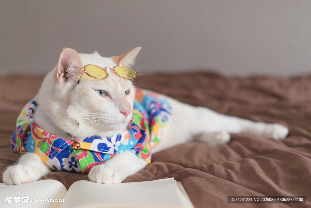 戴花环看书的可爱猫咪