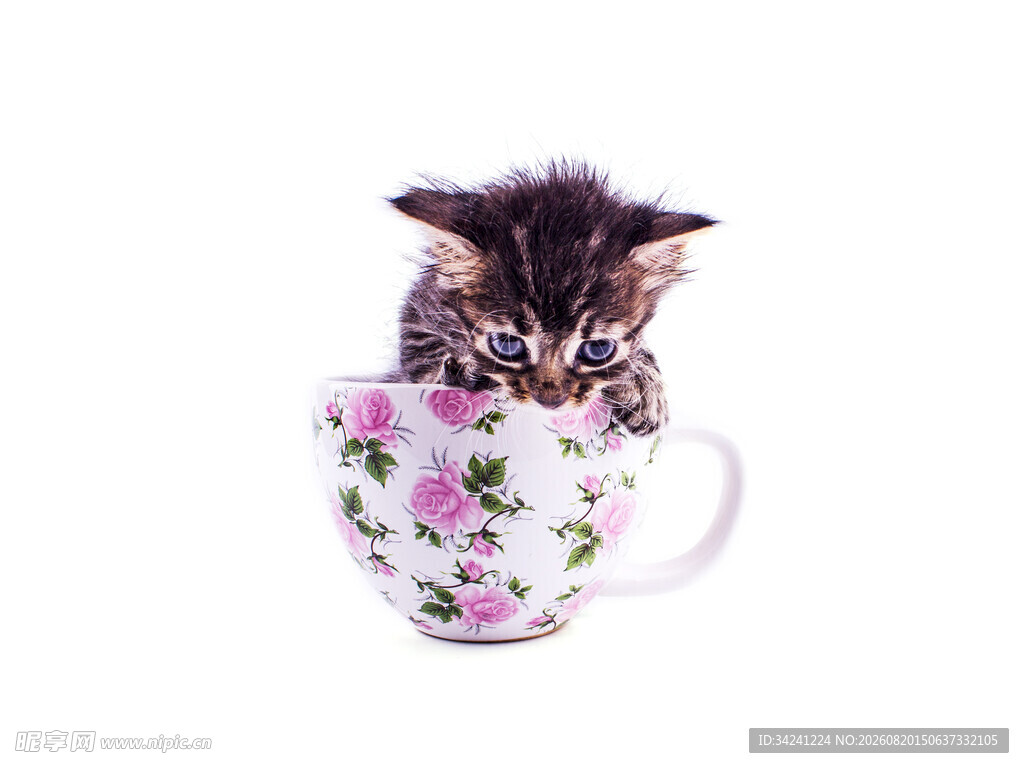 茶杯中的可爱小猫咪