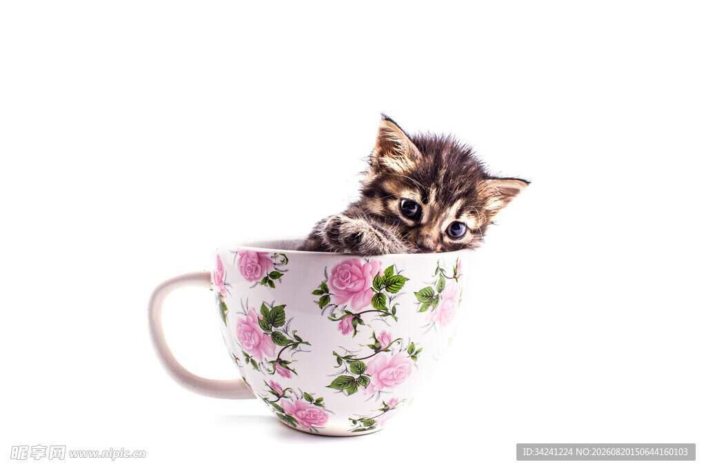 茶杯中的可爱小猫咪