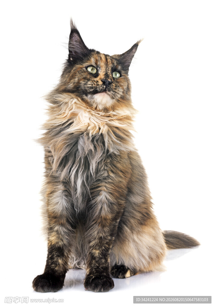 长毛猫端坐