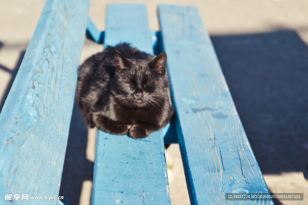 黑猫趴蓝色木架上