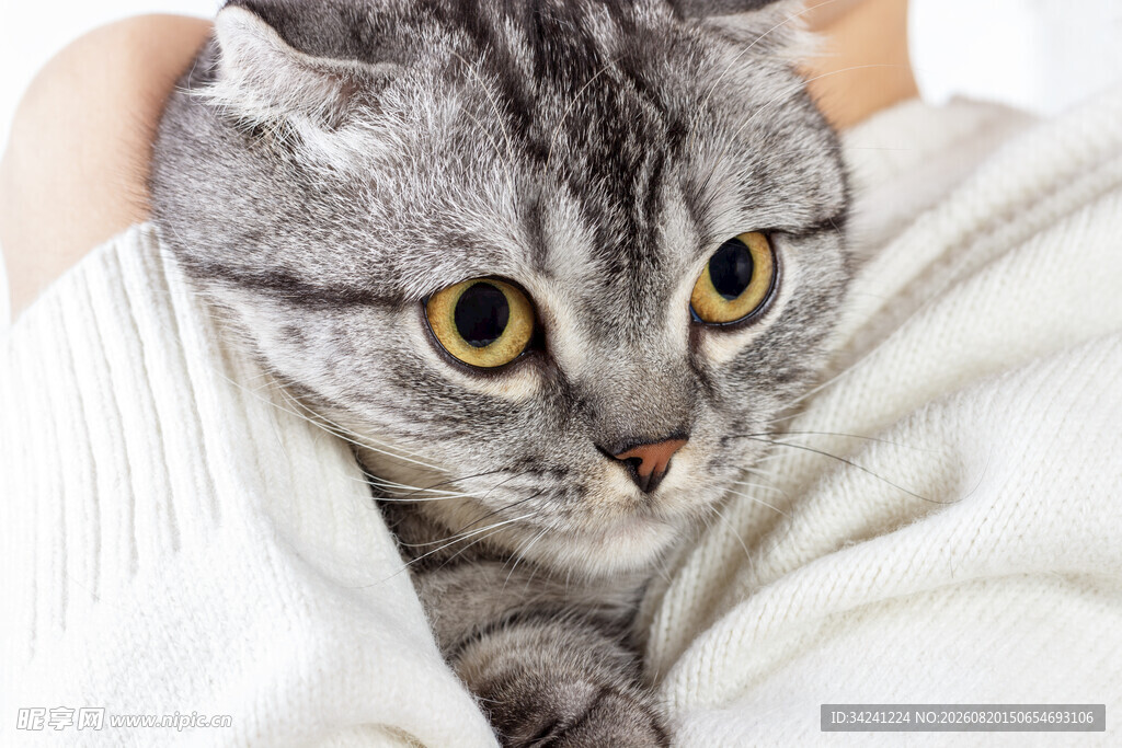 怀中萌猫眼神灵动惹人爱