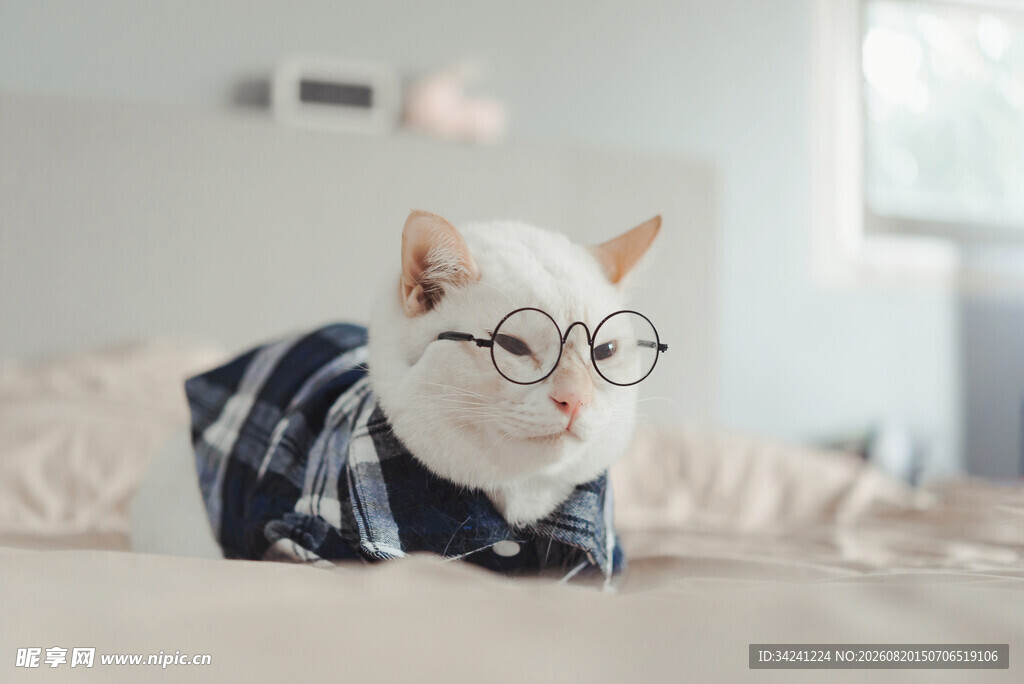 戴眼镜穿衣服的可爱猫咪