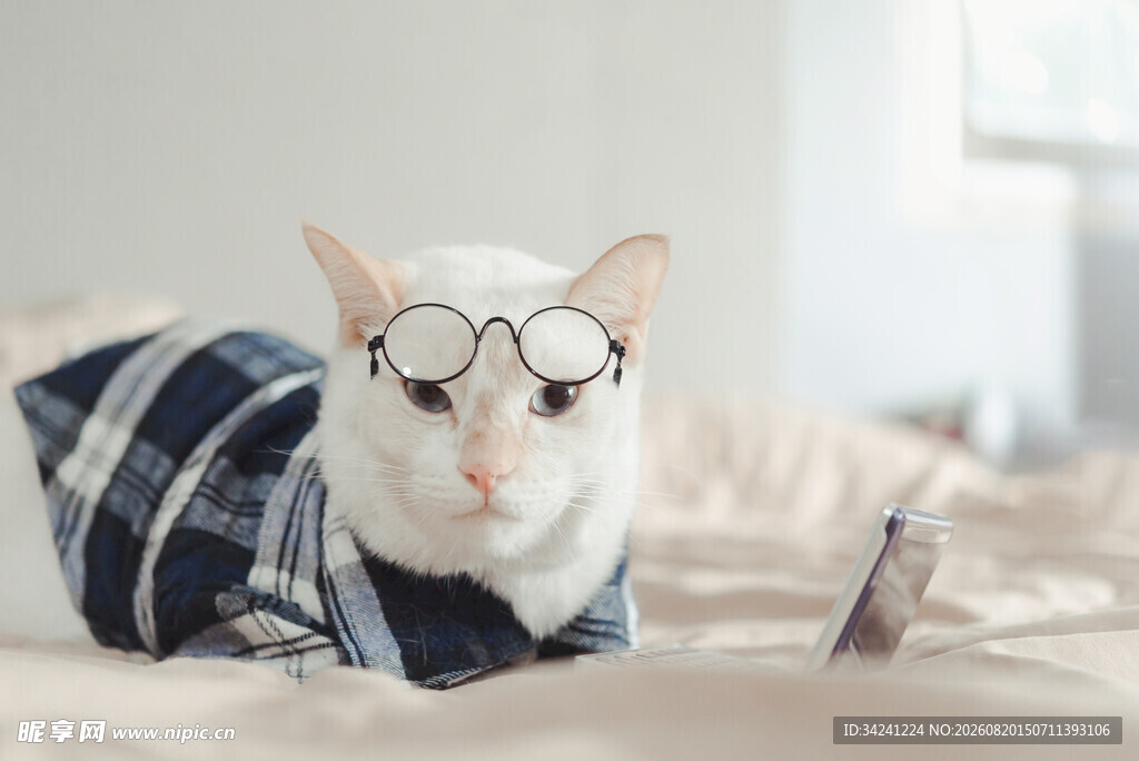 戴眼镜穿毛衣的可爱猫咪