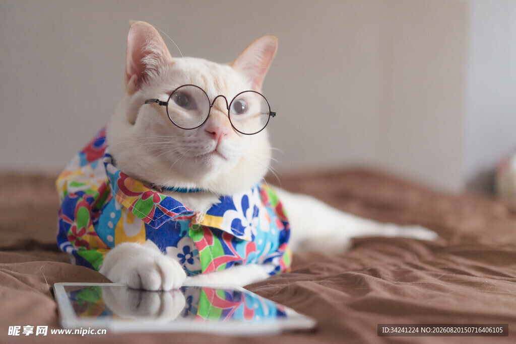 戴眼镜穿花衣的可爱猫咪