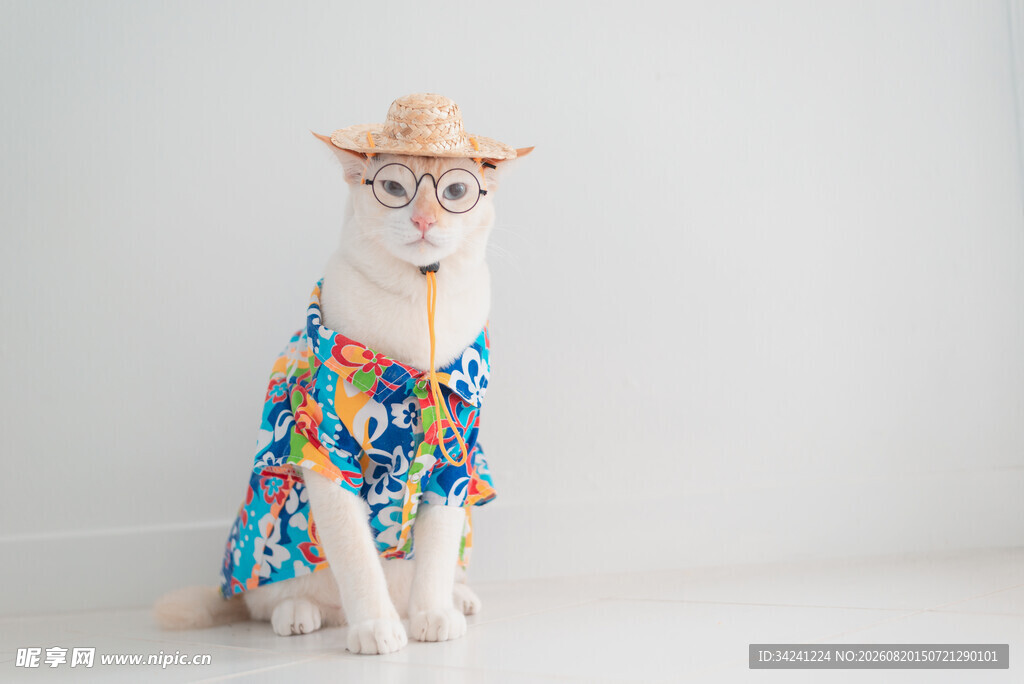 戴帽穿花衣的可爱猫咪