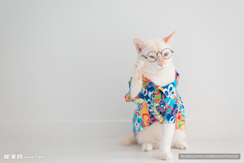 穿花衣的可爱猫咪