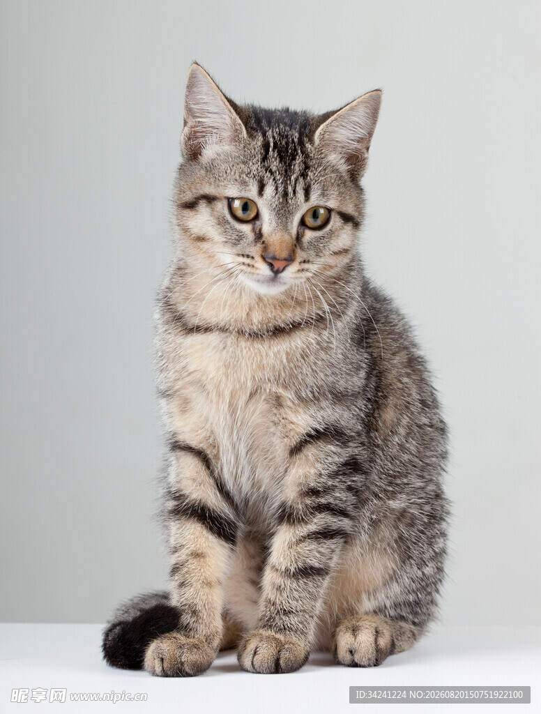 可爱虎斑猫端坐