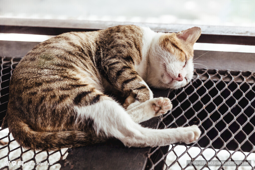 猫咪惬意躺卧金属网格上