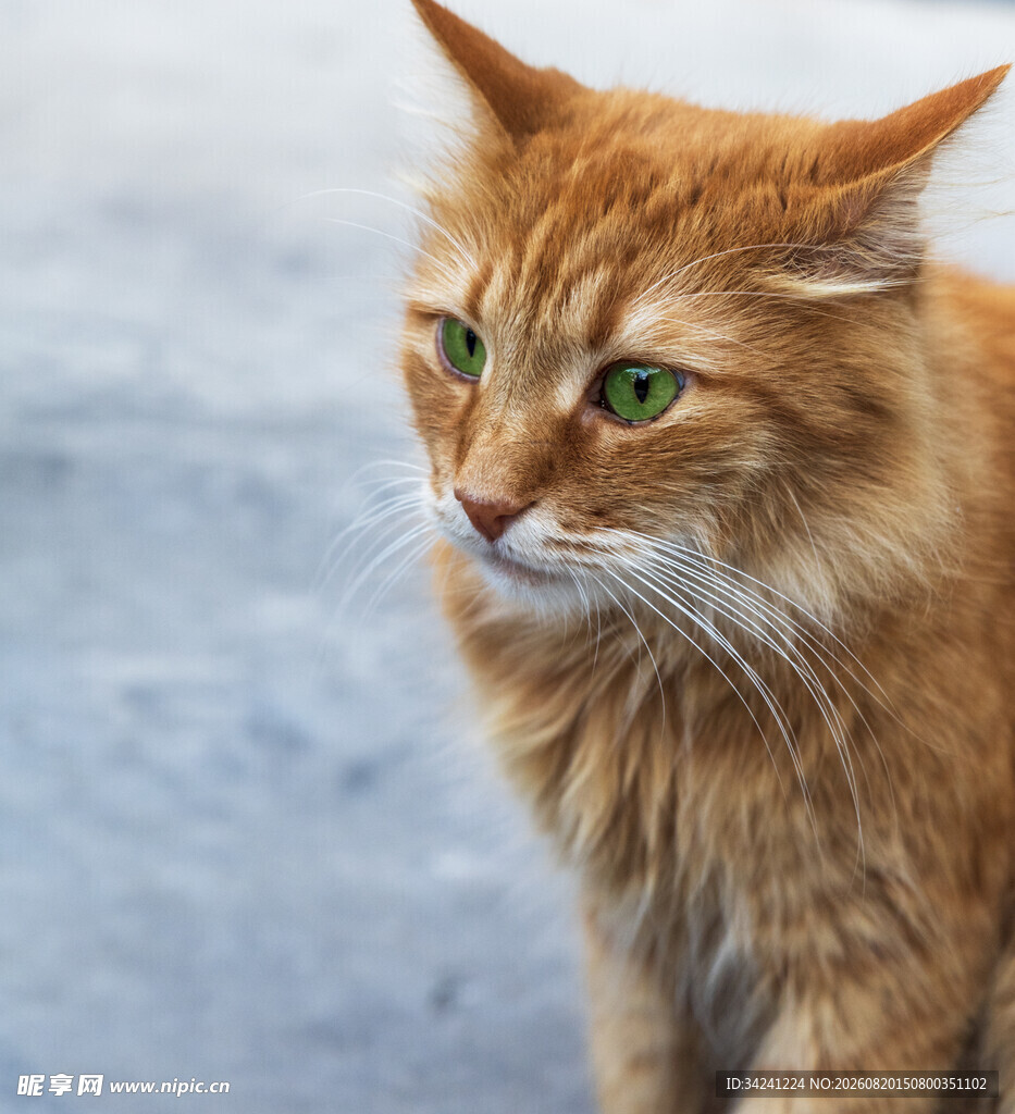 绿眼长毛橘猫侧头凝望