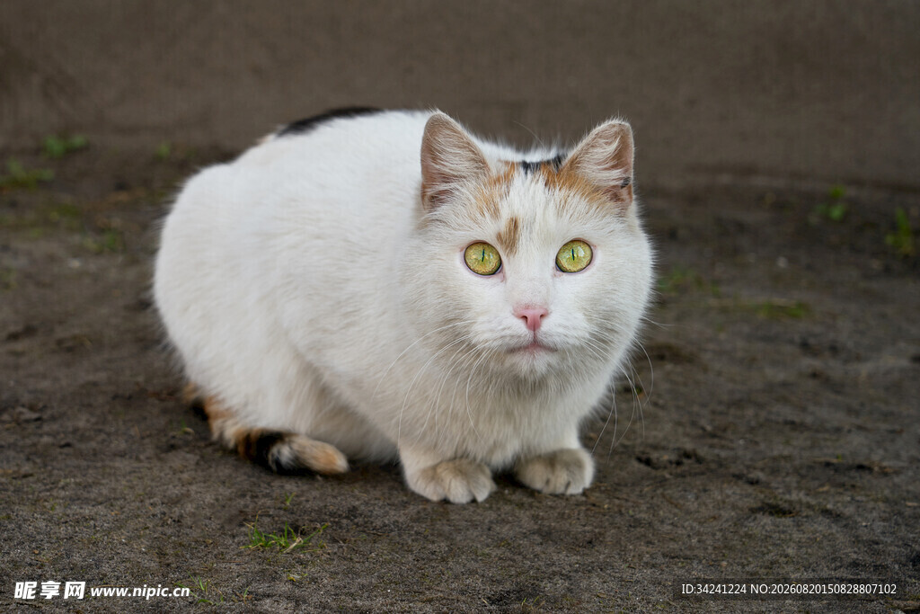 蹲坐的三色猫咪