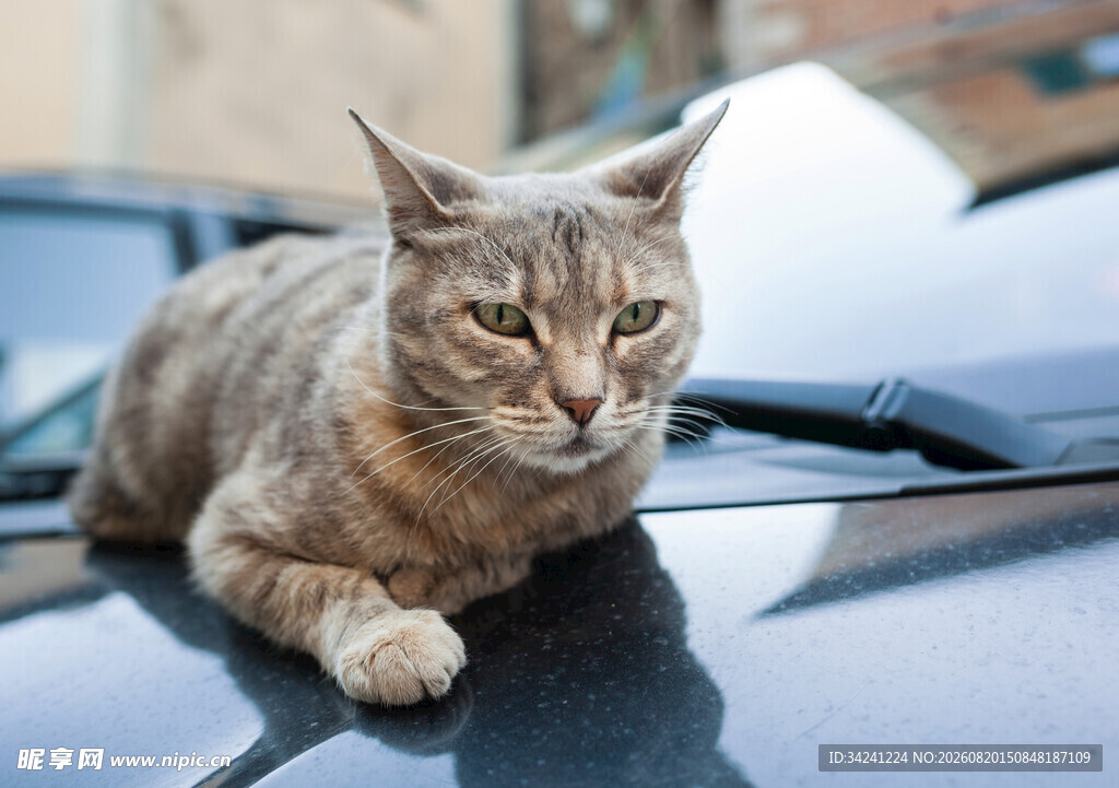 猫咪惬意趴车顶