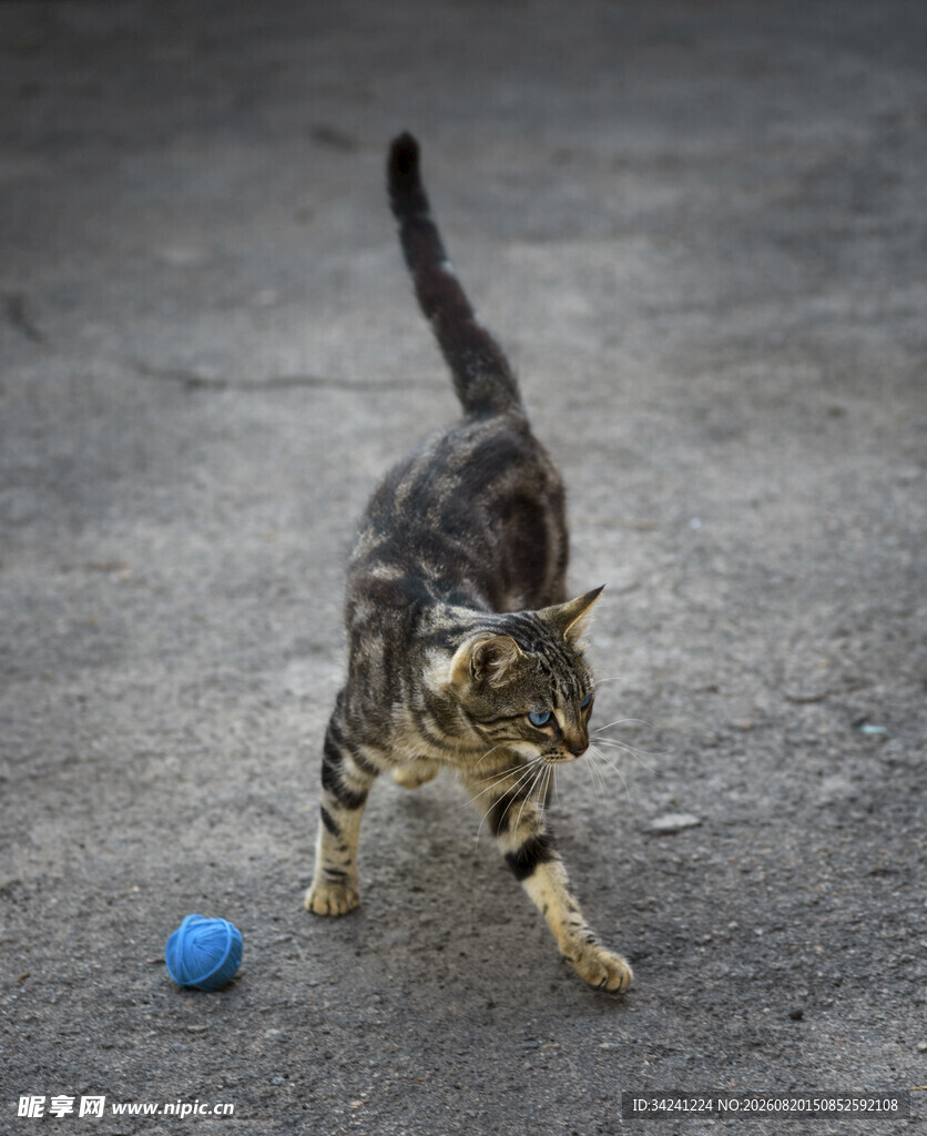 小猫玩蓝色小球