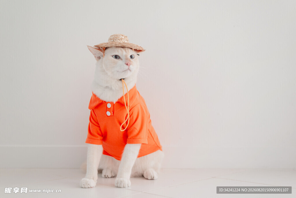 穿橙衣戴帽的可爱猫咪