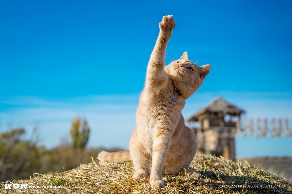 猫咪举手望蓝天