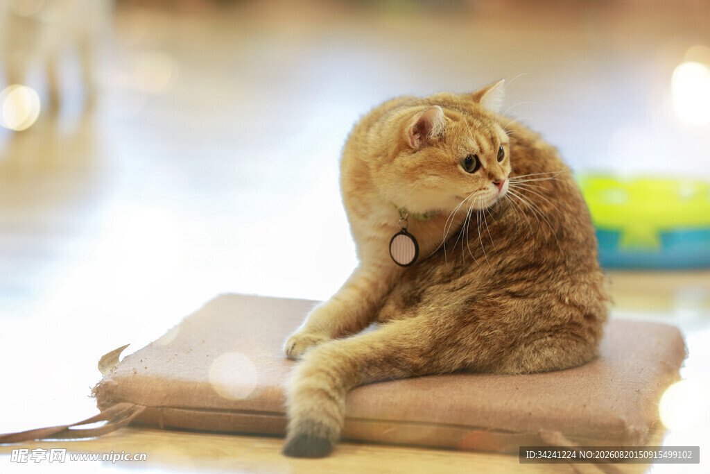 金渐层猫咪惬意趴坐
