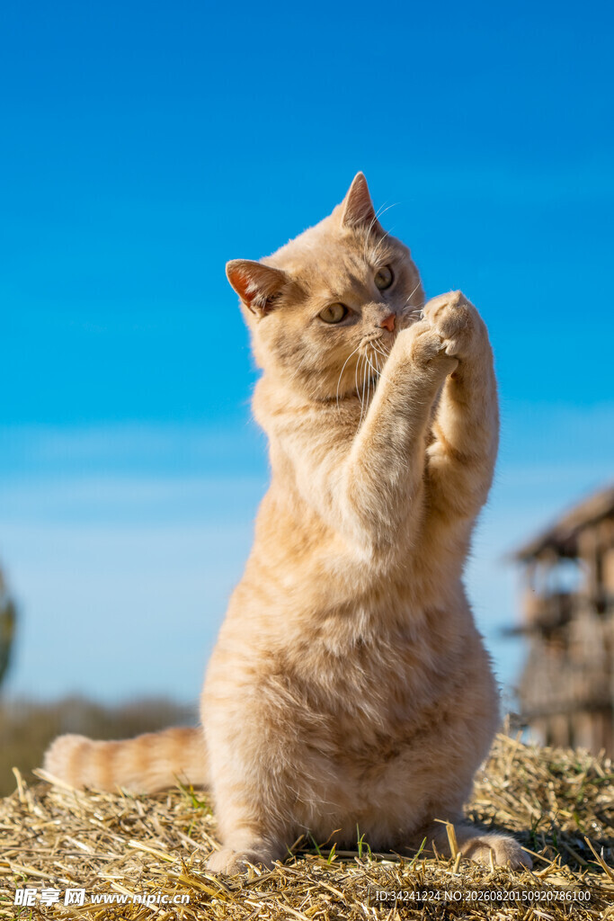 站立祈祷的可爱橘猫