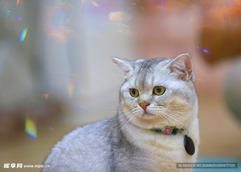银渐层猫咪的梦幻瞬间