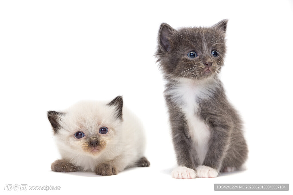 两只可爱小猫同框