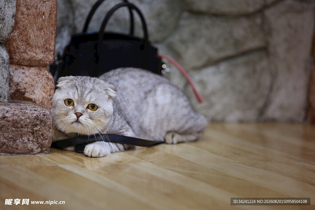 躲在角落的可爱猫咪