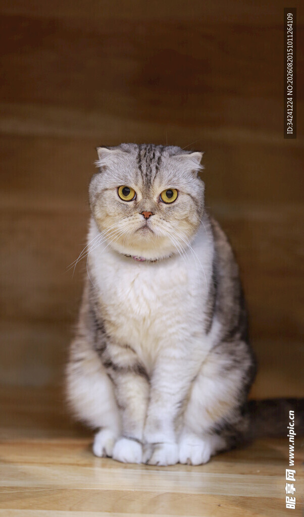 可爱折耳猫端坐木地板