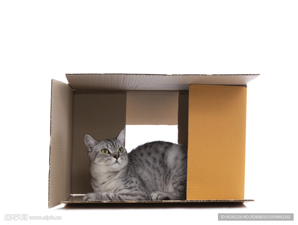 纸箱里的可爱猫咪