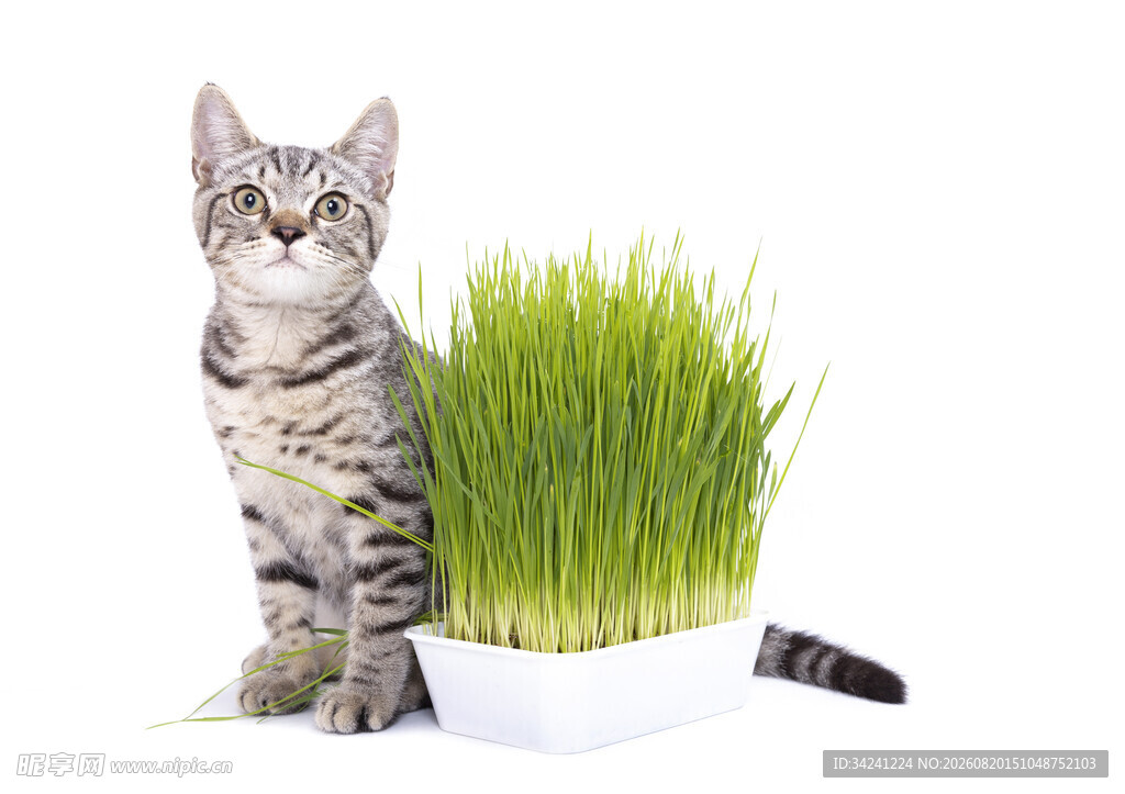 猫咪与翠绿猫草